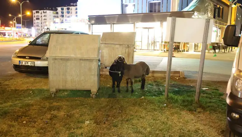 Mor Karaman Koyunları: Yolda Bırakılan Hayvanların Dramı ve Kaderi