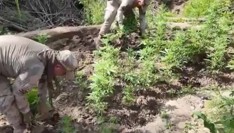 Diyarbakır’da Tarihi Kenevir Yakalamaları: 12 Milyon Kök Skunk Tespit Edildi!