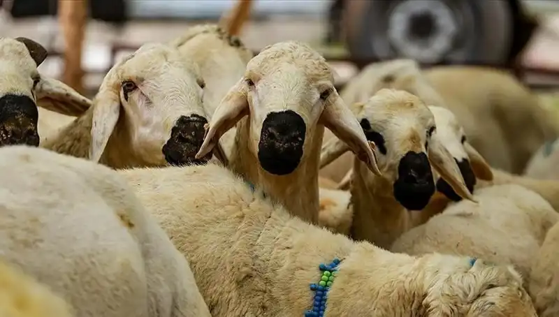 Kurban Bayramı Tarihleri Açıklandı: 9 Günlük Tatil Müjdesi mi Geliyor?
