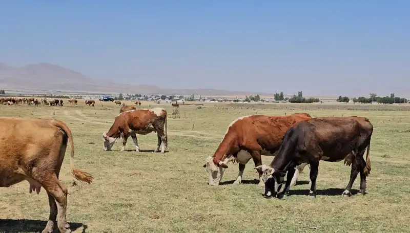 Arin Gölü'ndeki Kuruma, Bölgeyi Derin Bir Su Krizine Sürüklüyor