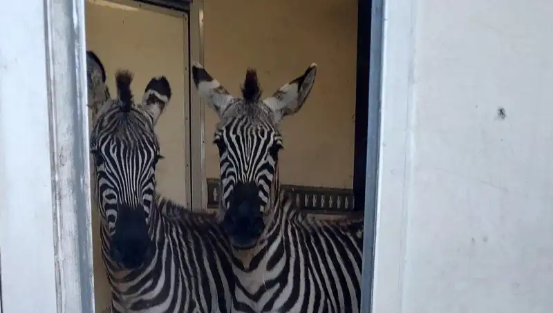 Sınırda Durdurulan Minibüsten Şaşkınlık Yaratan Hayvanlar: Zebra, Maymun ve Daha Fazlası!