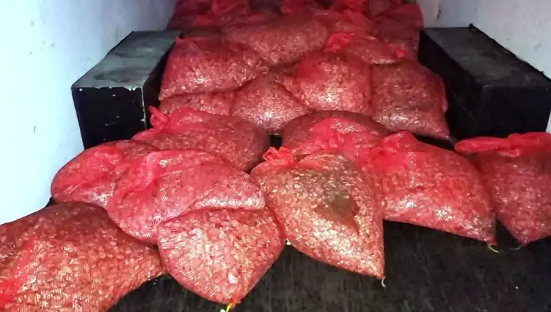 Samsun'da Üzerine Çöken Müthiş Operasyon: 1,5 Ton Kaçak Midye Ele Geçirildi