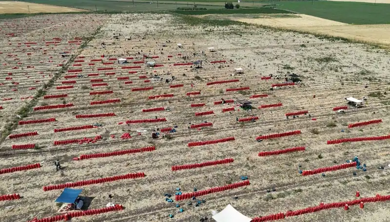 Tarlada Fiyatların Düşmesi ve 40 Derece Sıcaklıkta Çiftçi Mücadelesi