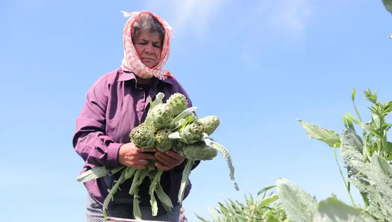 Tarladan Sofraya: Organik Sebzelerin Fiyatları Gündem Oldu