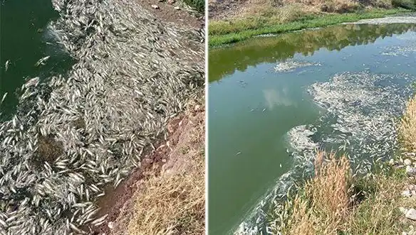 Karasu Çayı’nda Gizemli Balık Ölümleri: Sırrı Ne?