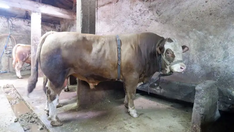 1 Ton 200 Kilo Ürün Satıldı: Fiyatı ile Şaşırttı!