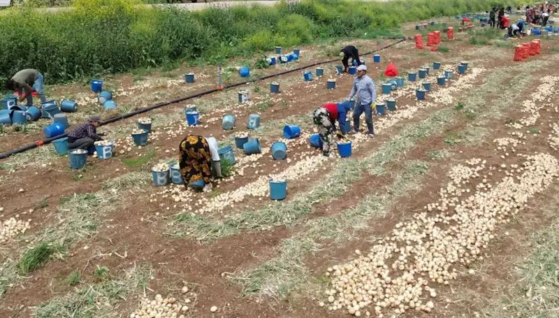 Soğan Hasadı Başladı: Piyasalarda Fiyat Düşüşü Mücadele Başlattı!