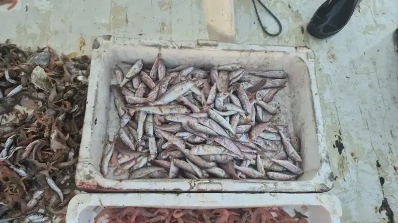 Deniz Araçlarıyla Limana Ulaşan Taze Balıkların Hızla Satışı Başladı!