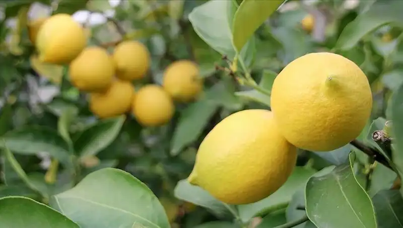 Limonun Fiyatı Alevlendi: Adedi 24 Liraya Ulaştı!