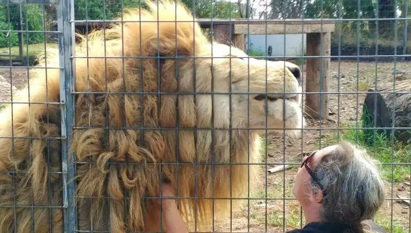 Avustralya'da Aslan Saldırısı: Kafesin İçinden Kadının Kolunu Kapıverdi