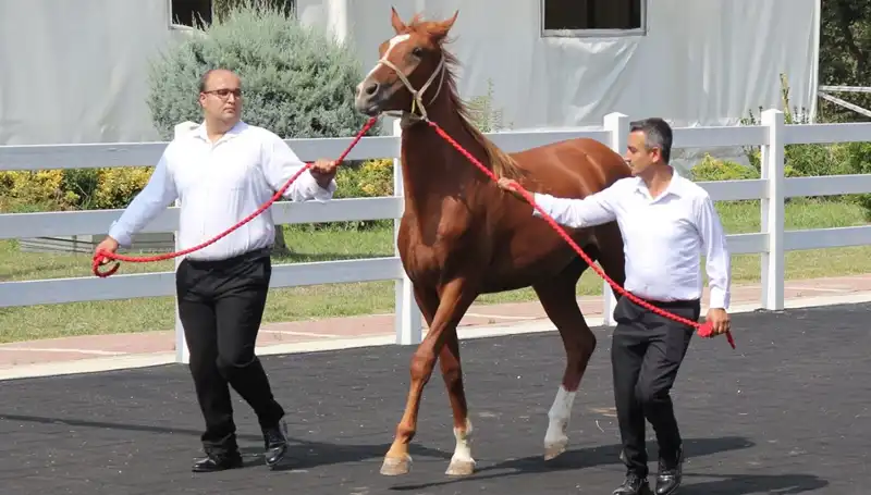 Taşkın Kral Rekoru: Doğanın Gücünü Gösteren Eşsiz Bir Olay