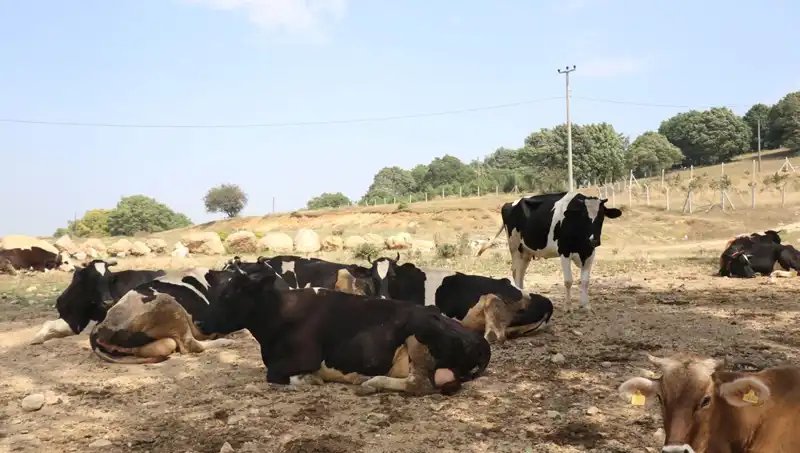 Şap Hastalığı Tehlikesi: 22 Köyde Giriş Çıkış Kısıtlaması Uygulandı