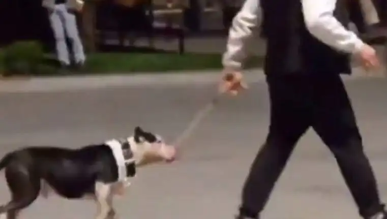 Ağızlıksız Pitbullun Saldırısı: Sahibine Cezai İşlem Yapıldı!