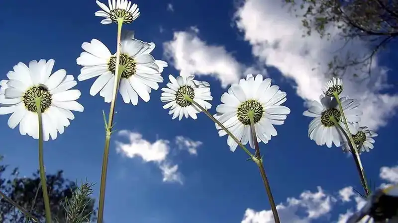 Cemreler 2026'da Ne Zaman Düşecek? Tarihleri ve Anlamları İşte Burada!