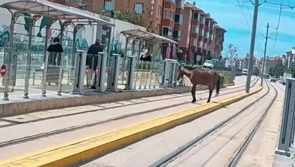 Eskişehir Tramvay Raylarında Baş İboş At Görüntüsü Şaşırttı