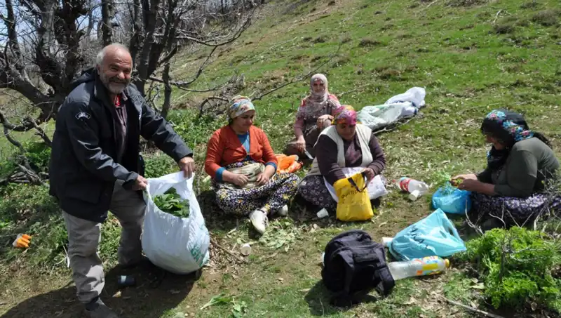 Türkiye'nin Doğal Hazinesi: Yüzlerce Ailenin Geçim Kaynağı Olan Mantar Avı