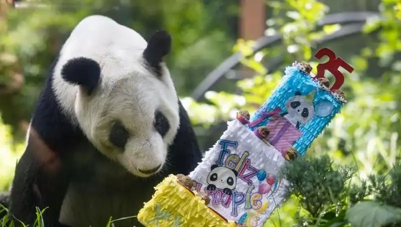 35 Yıllık Yaşamıyla Dev Panda Xin Xin, Doğum Gününde Kutlamalarla Taçlandı