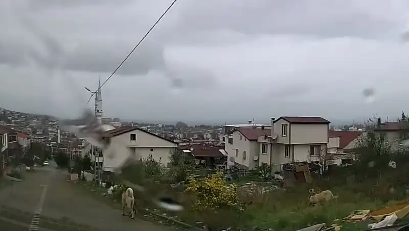 Sahipsiz Köpekler Saldırdı: Küçük Çocuğun Yaşamı Tehlike Altında!