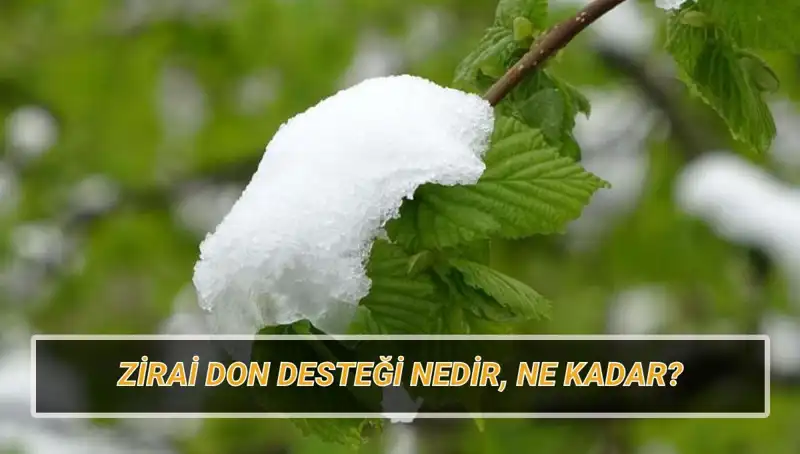 Zirai Don Desteği: Hangi İllere, Ne Kadar Yardım Yapılacak?