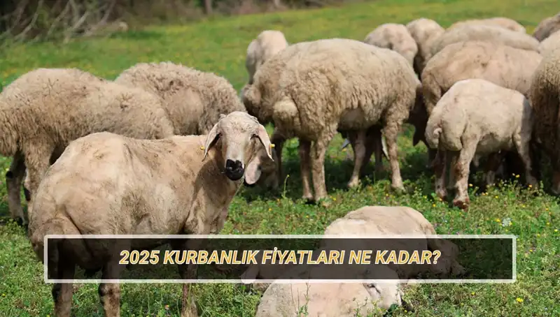 2025 Kurbanlık Fiyatları Açıklandı: Büyükbaş ve Küçükbaş Kurban Maliyetleri Ne Olacak?
