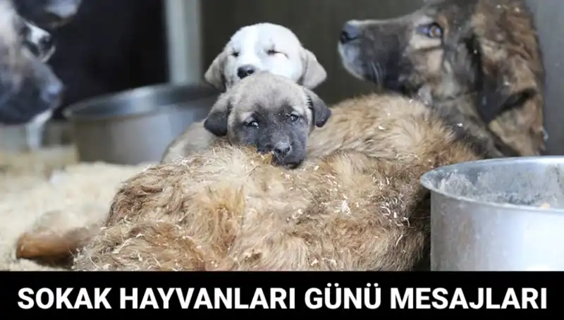Dünya Sokak Hayvanları Günü: Ne Zaman ve Neden Önemli?