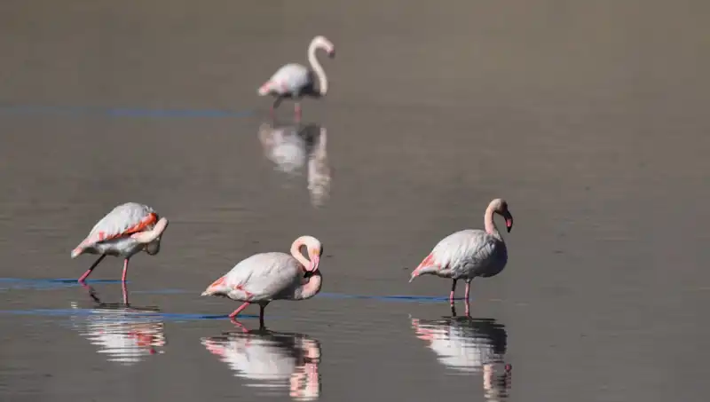 Kuraklık Kuş Cennetini Vurdu: Flamingo Sayısı Dramatiik Şekilde Azaldı