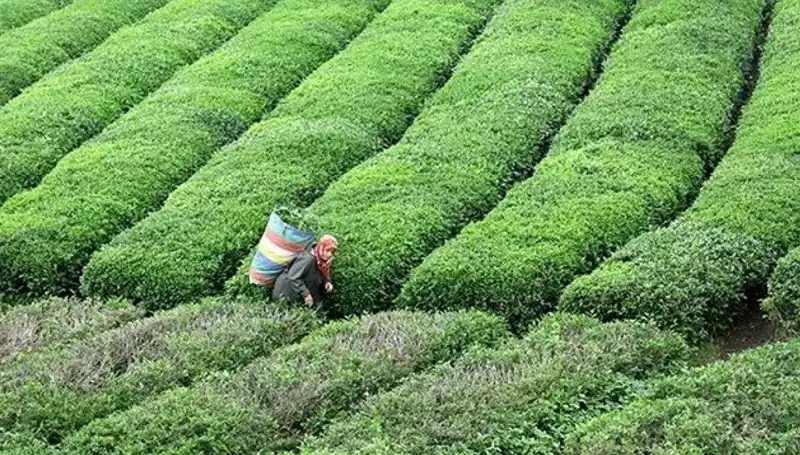 Bayramda ÇAYKUR'dan Tazelere Özel Yaş Çay Alım Fırsatı!