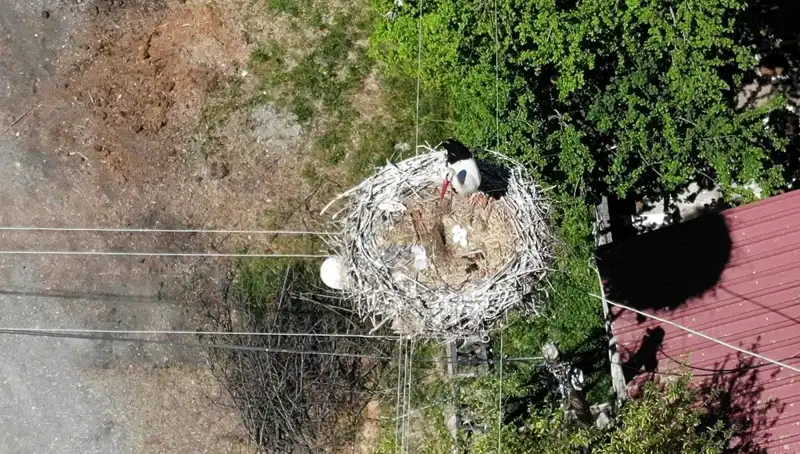 Baharın Müjdecisi: 22 Yıldır Aynı Yuvada Dönüş Yapan Kırlangıç
