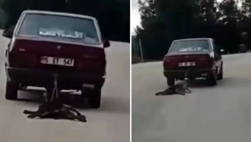 Sürücünün Dikkatsizliği, Köpeğin Hayatını Tehlikeye Attı: O Anlar Kamerada!