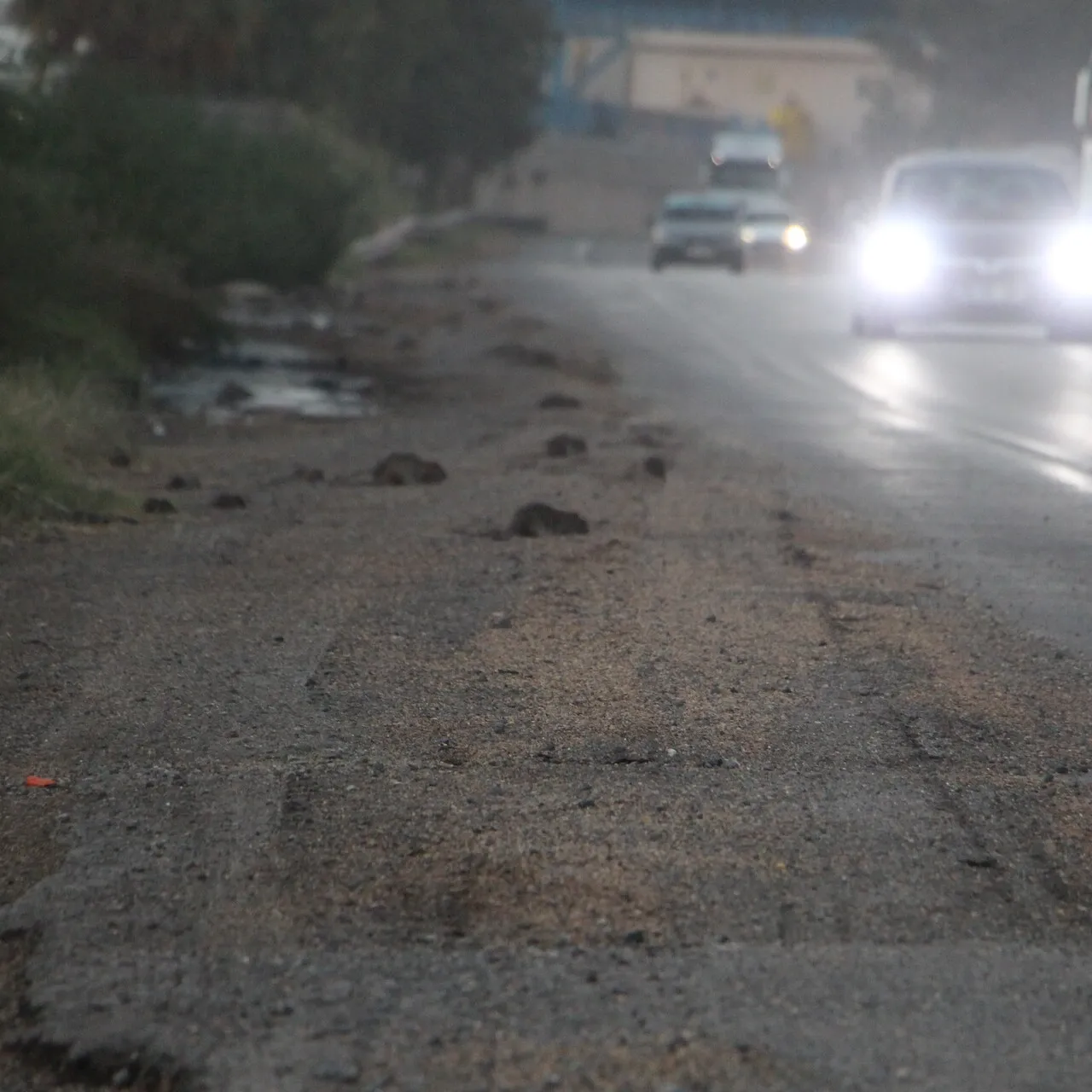 Kara Yolunu Fareler İstila Etti: Trafik Akışı Aksadı