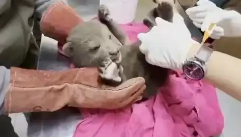 Karabük'te Sıradışı Bir Keşif: Yavru Bozayı Yaşam Mücadelesi Veriyor