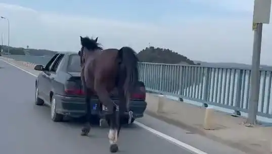 Adana'da Atlara Eziyet Eden Kişi Tutuklandı: Hayvan Hakları İçin Bir Zafer